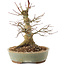 Acer palmatum, 19,5 cm, ± 25 años