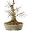 Acer palmatum, 19,5 cm, ± 25 jaar oud
