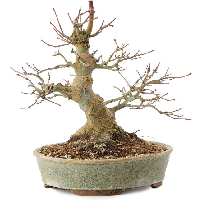 Acer palmatum, 19,5 cm, ± 25 ans