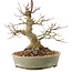 Acer palmatum, 19,5 cm, ± 25 años