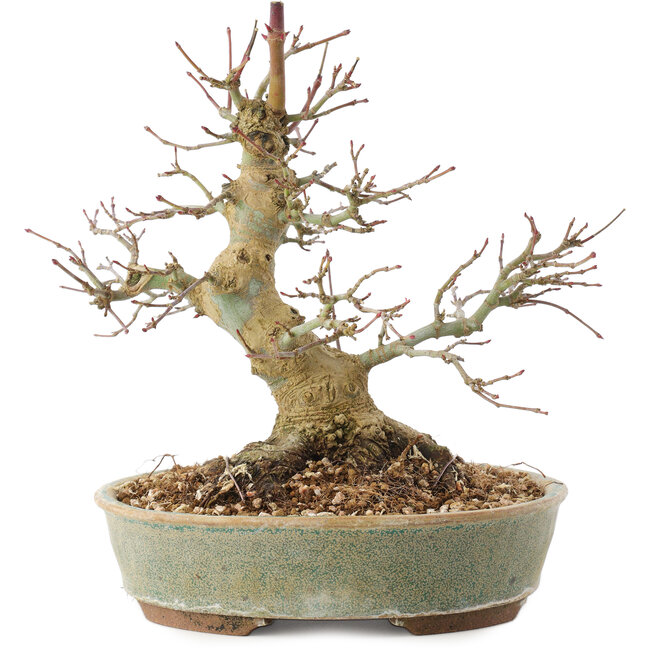 Acer palmatum, 19,5 cm, ± 25 ans