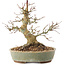 Acer palmatum, 19,5 cm, ± 25 años
