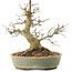 Acer palmatum, 19,5 cm, ± 25 years old