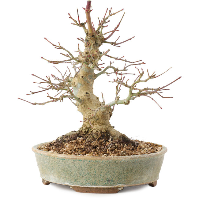 Acer palmatum, 19,5 cm, ± 25 ans