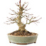 Acer palmatum, 19,5 cm, ± 25 anni