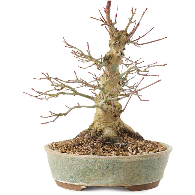 Acer palmatum, 19,5 cm, ± 25 años