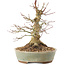 Acer palmatum, 19,5 cm, ± 25 jaar oud