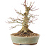 Acer palmatum, 19,5 cm, ± 25 Jahre alt