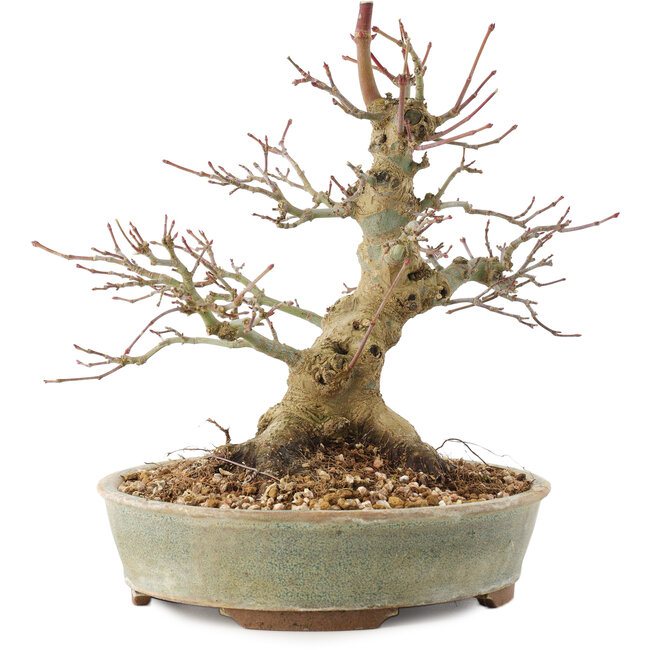 Acer palmatum, 19,5 cm, ± 25 años