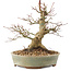 Acer palmatum, 19,5 cm, ± 25 Jahre alt