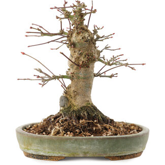 Acer palmatum, 16 cm, ± 25 jaar oud