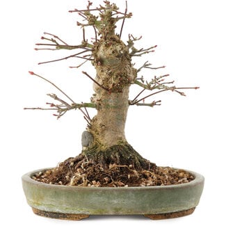 Acer palmatum, 16 cm, ± 25 Jahre alt