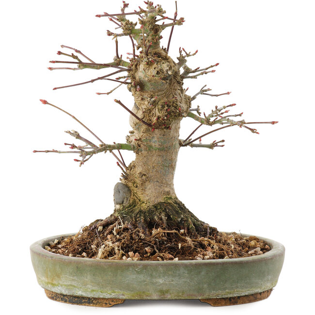 Acer palmatum, 16 cm, ± 25 ans
