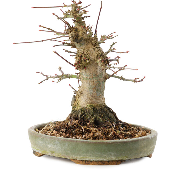 Acer palmatum, 16 cm, ± 25 years old