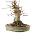 Acer palmatum, 16 cm, ± 25 anni