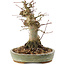 Acer palmatum, 16 cm, ± 25 ans