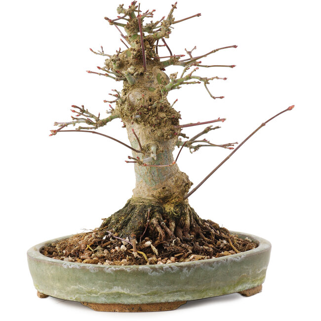 Acer palmatum, 16 cm, ± 25 Jahre alt
