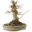 Acer palmatum, 16 cm, ± 25 jaar oud
