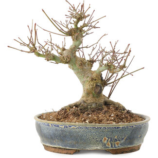 Acer palmatum, 18 cm, ± 25 ans