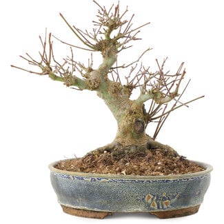 Acer palmatum, 18 cm, ± 25 Jahre alt