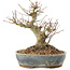 Acer palmatum, 18 cm, ± 25 años