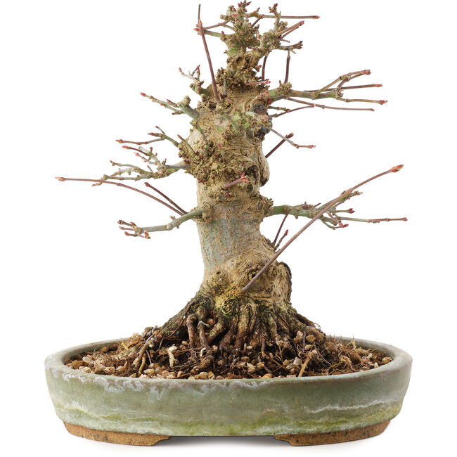 Acer palmatum, 16 cm, ± 25 Jahre alt