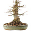 Acer palmatum, 16 cm, ± 25 anni