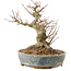 Acer palmatum, 18 cm, ± 25 anni