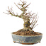 Acer palmatum, 18 cm, ± 25 ans