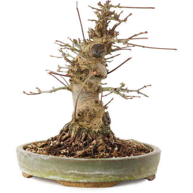 Acer palmatum, 16 cm, ± 25 jaar oud