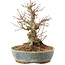 Acer palmatum, 18 cm, ± 25 anni