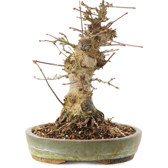 Acer palmatum, 16 cm, ± 25 jaar oud