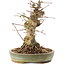 Acer palmatum, 16 cm, ± 25 Jahre alt