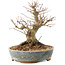 Acer palmatum, 18 cm, ± 25 anni