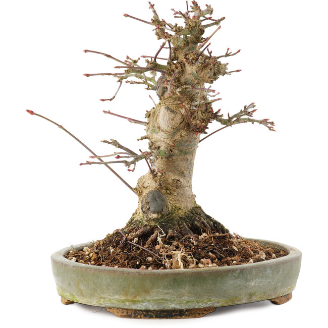 Acer palmatum, 16 cm, ± 25 anni