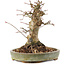 Acer palmatum, 16 cm, ± 25 anni