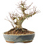 Acer palmatum, 18 cm, ± 25 years old