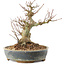 Acer palmatum, 18 cm, ± 25 ans