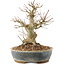 Acer palmatum, 18 cm, ± 25 anni