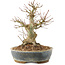 Acer palmatum, 18 cm, ± 25 Jahre alt