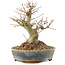 Acer palmatum, 18 cm, ± 25 years old