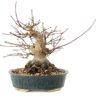 Acer palmatum, 20 cm, ± 25 jaar oud