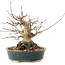 Acer palmatum, 20 cm, ± 25 Jahre alt