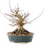 Acer palmatum, 20 cm, ± 25 jaar oud