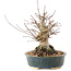 Acer palmatum, 20 cm, ± 25 ans