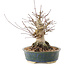 Acer palmatum, 20 cm, ± 25 jaar oud