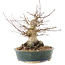 Acer palmatum, 20 cm, ± 25 años