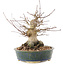 Acer palmatum, 20 cm, ± 25 Jahre alt