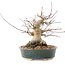 Acer palmatum, 20 cm, ± 25 ans