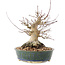 Acer palmatum, 20 cm, ± 25 Jahre alt